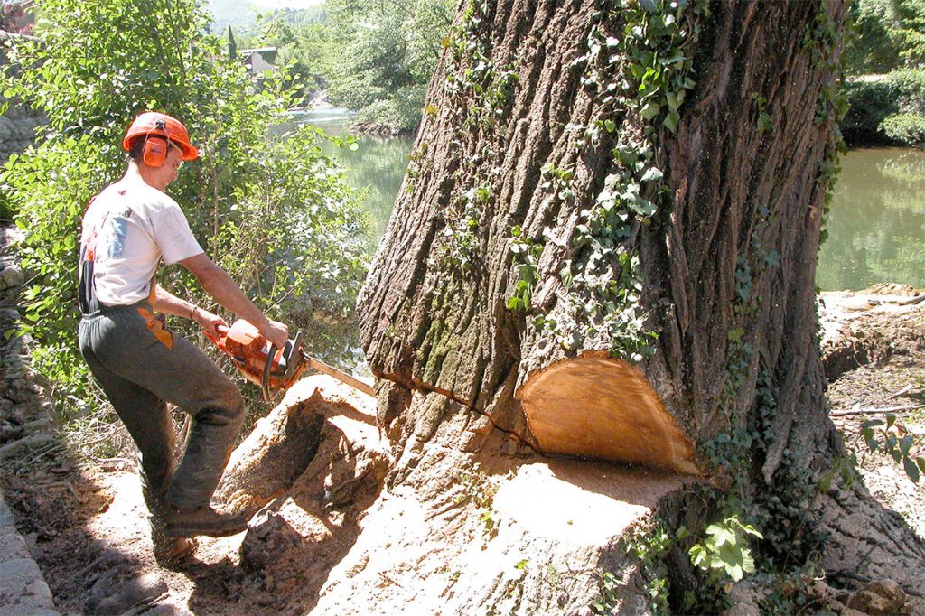quels sont les raisons de l’abattage d’un arbre ?