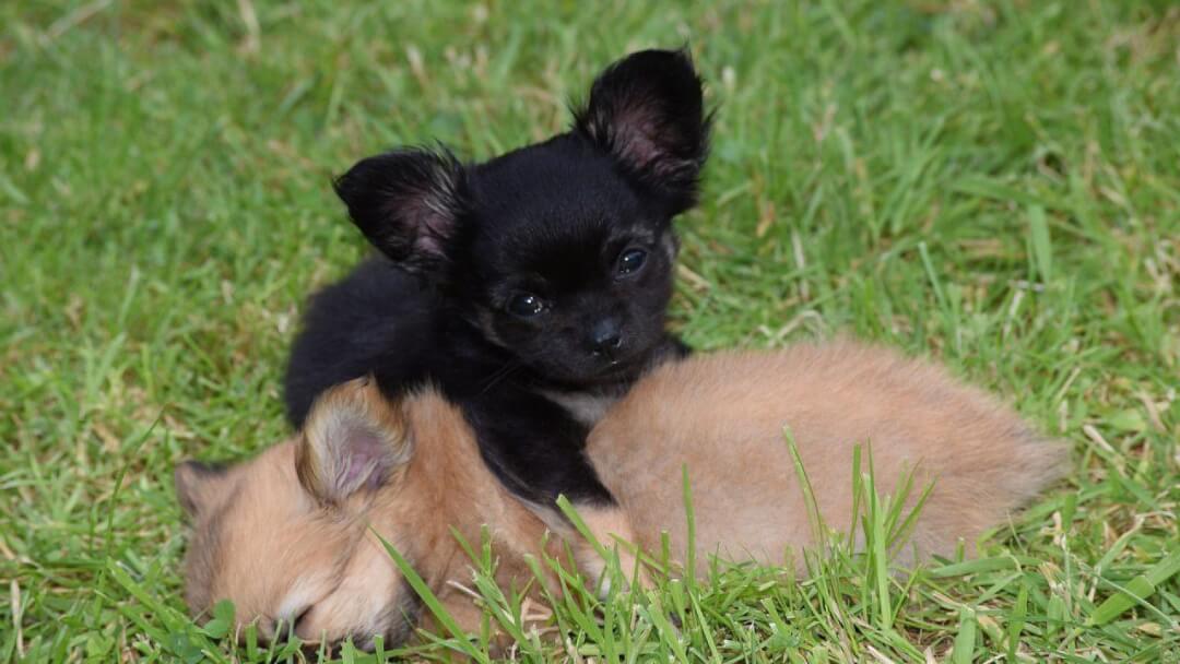 un chien bien assuré pour une vie