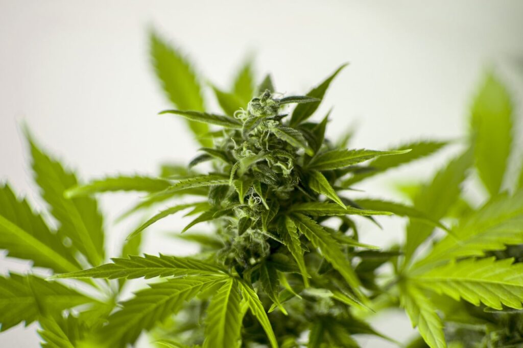 hhcp le cannabinoide meilleur que le cbd